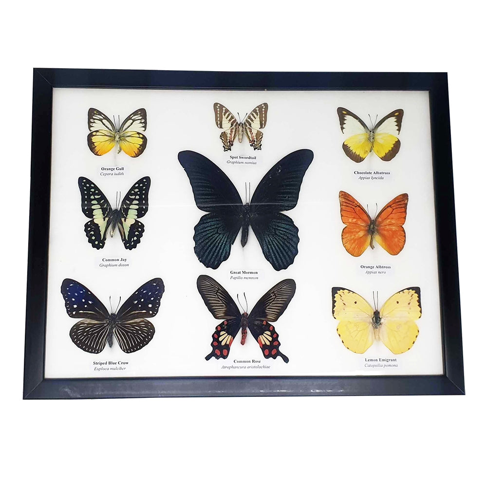 Taxidermy Butterfly Mounted Under Glass, Assorted | 9 Butterflies