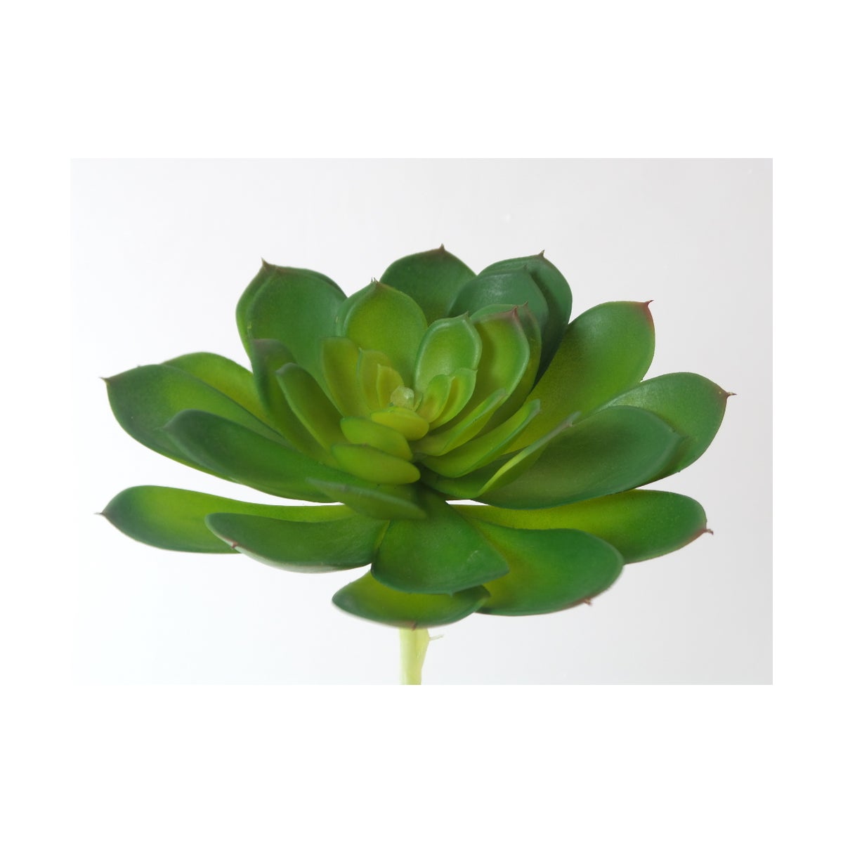 7" Echeveria Succulent