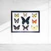 Taxidermy Butterfly Mounted Under Glass, Assorted | 9 Butterflies