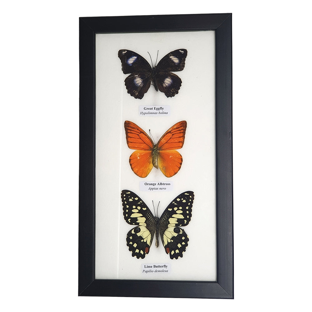 Taxidermy Butterfly Mounted Under Glass, Assorted | 3 Butterflies