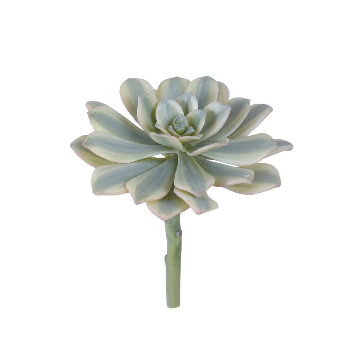 8" Striped Aeonium Sunburst Succulent