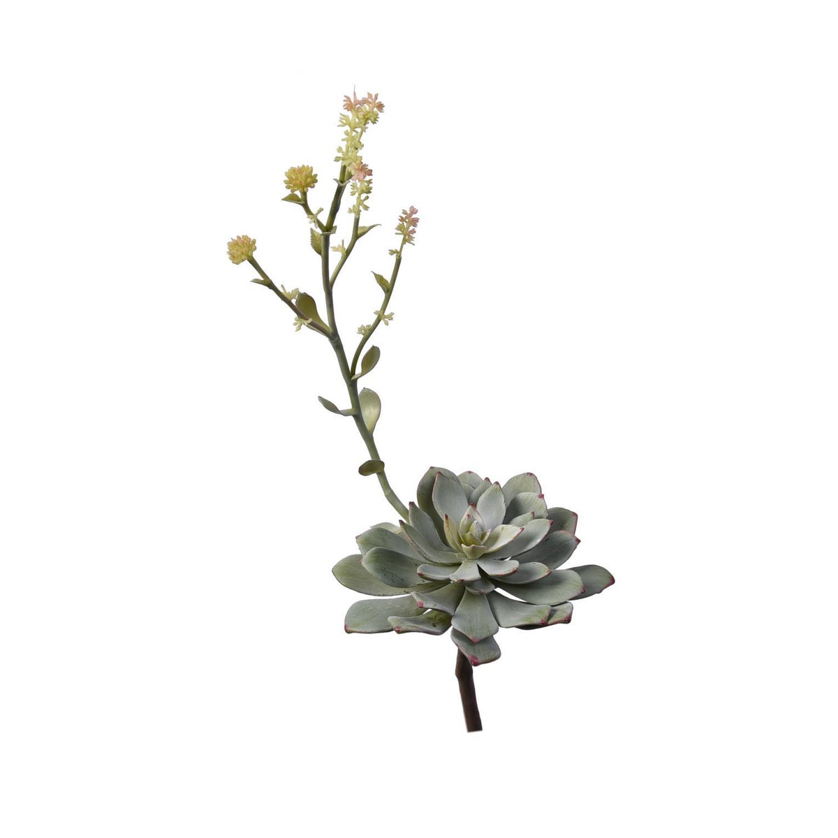 Flowering Succulent - Yellow