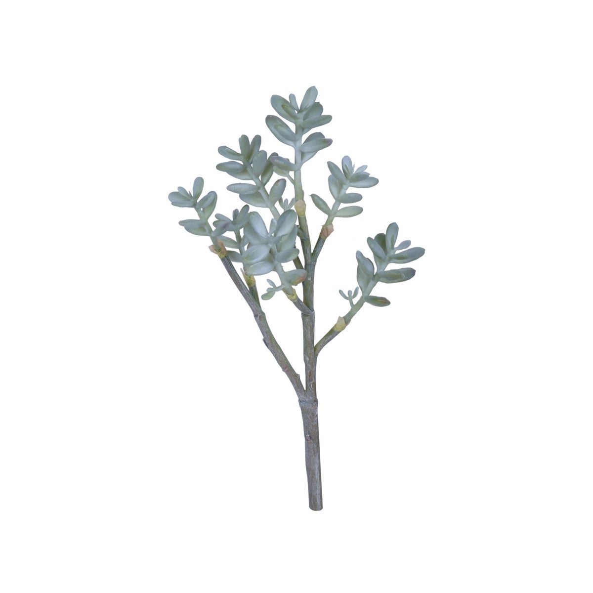 7" Sedum Succulent