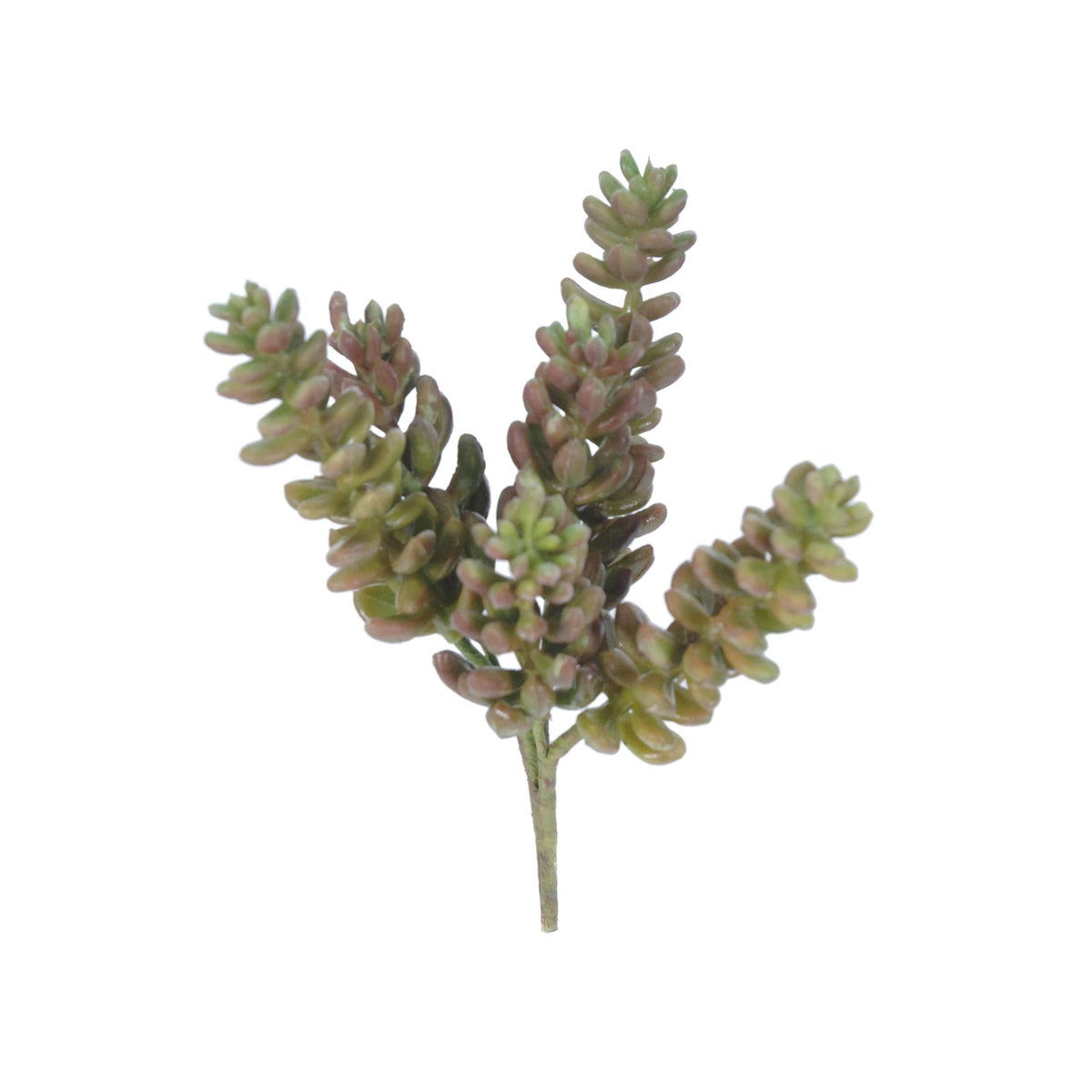 6" Sedum Morganianum Succulent