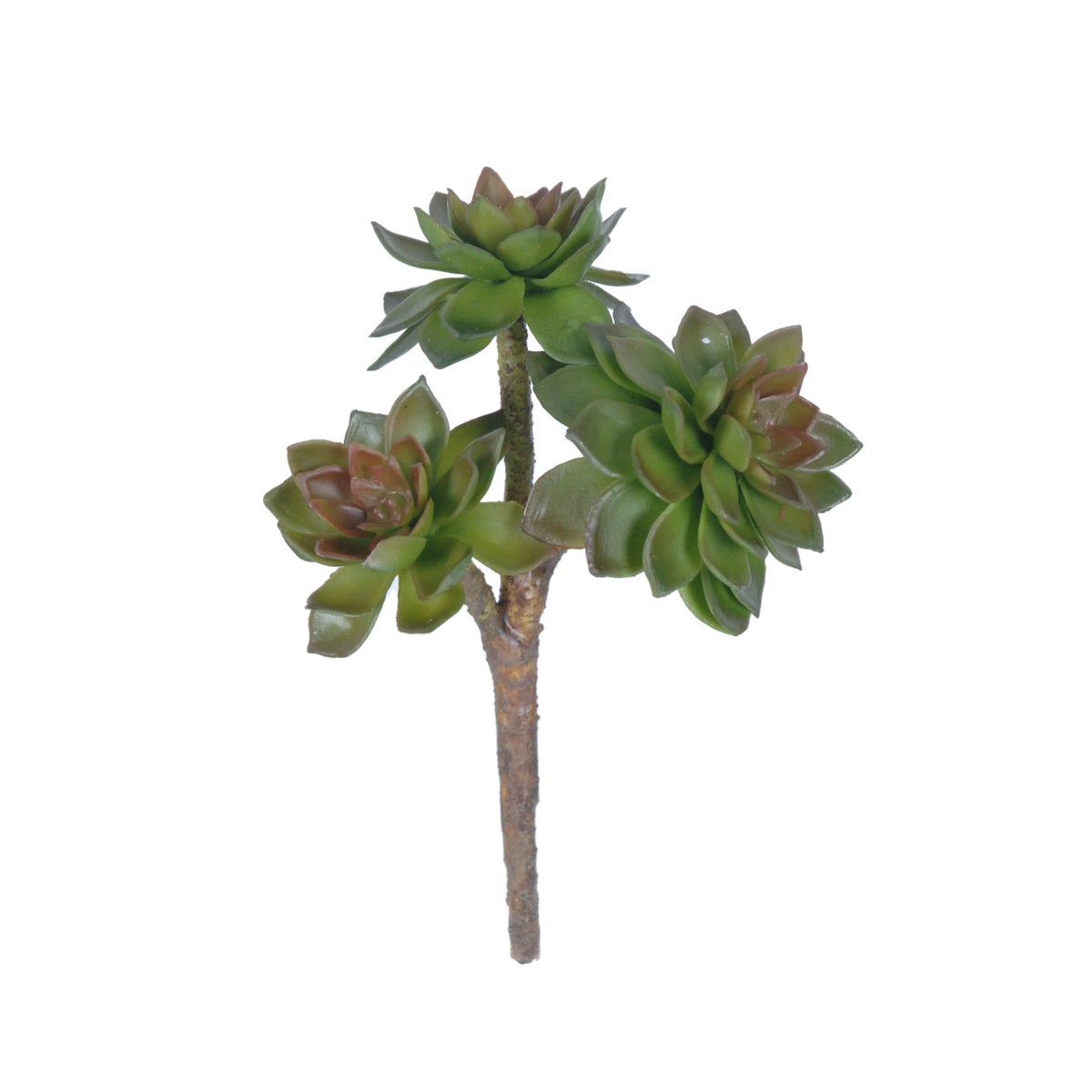 8" Aeonium Succulent