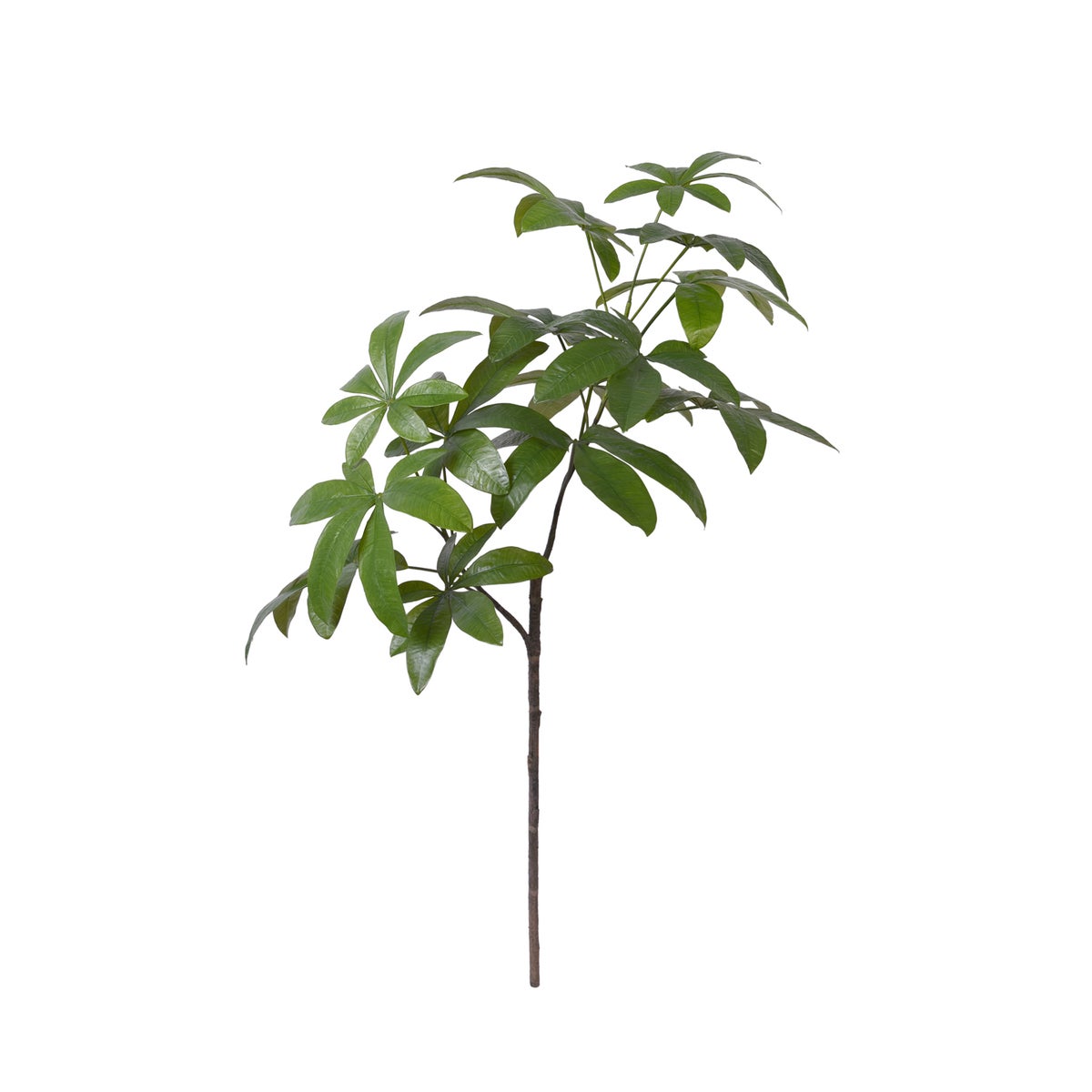 Money Tree Branch